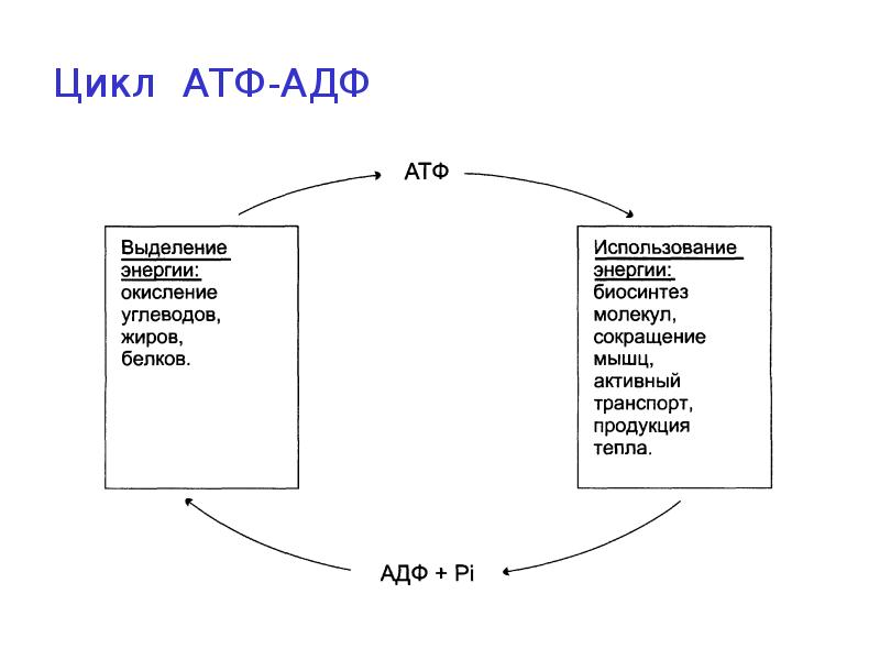 Цикл атф адф. Охарактеризуйте цикл АДФ-АТФ. Схема цикла АТФ АДФ. Цикл АТФ-АДФ биохимия. . Основные пути использования АТФ. Цикл АДФ-АТФ.