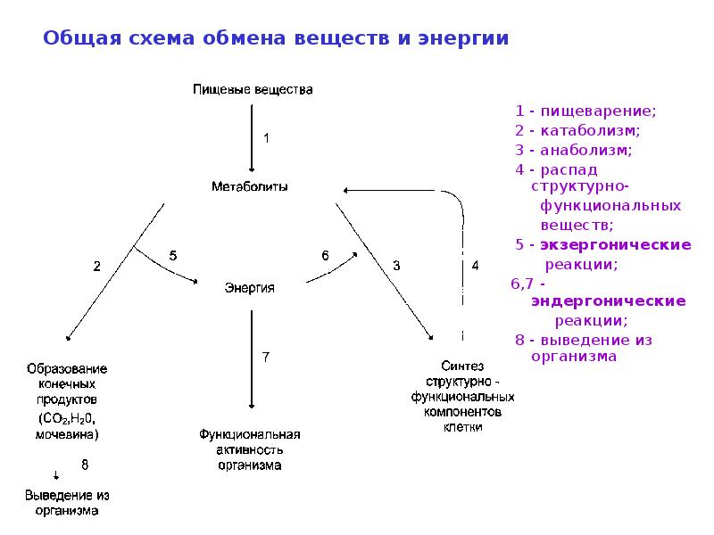 Обмен веществ между