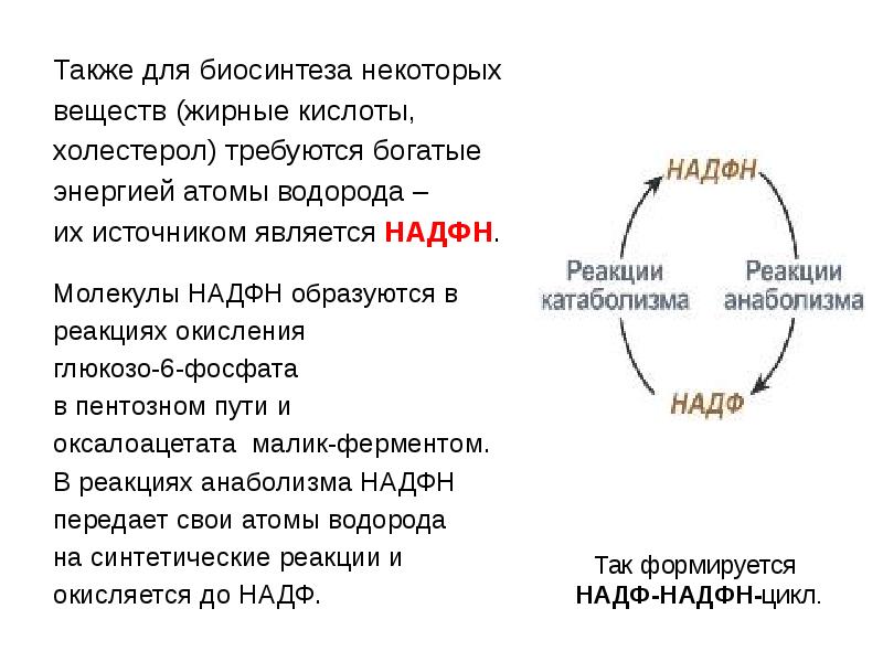 Молекула надф