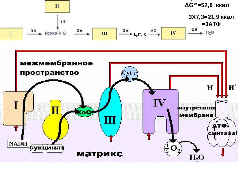 Холодовая цепь презентация