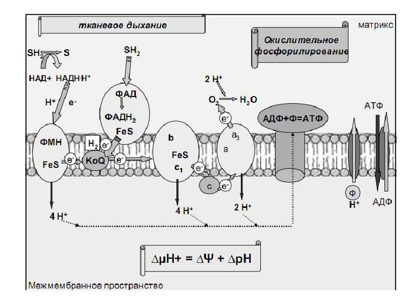 Схема дыхательной цепи митохондрий