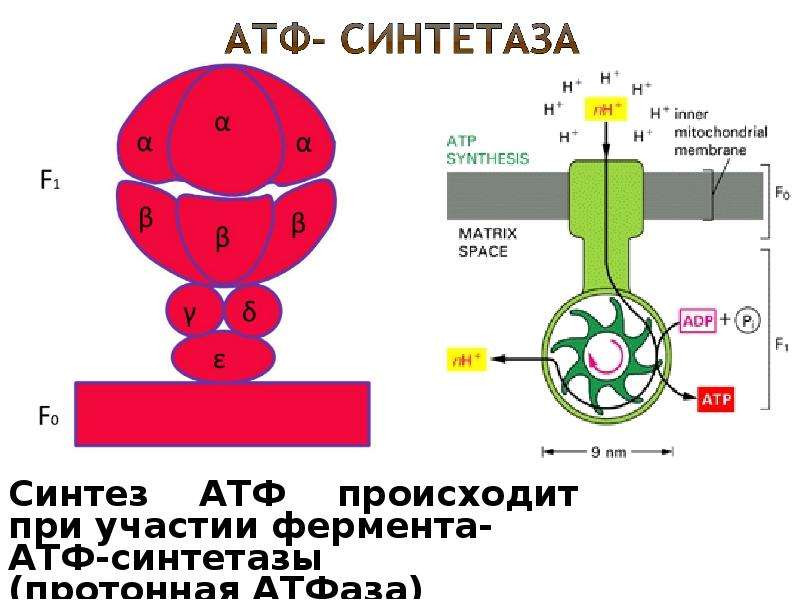 Холодовая цепь презентация