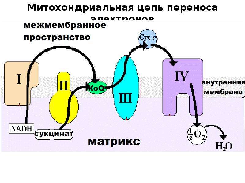 Холодовая цепь презентация