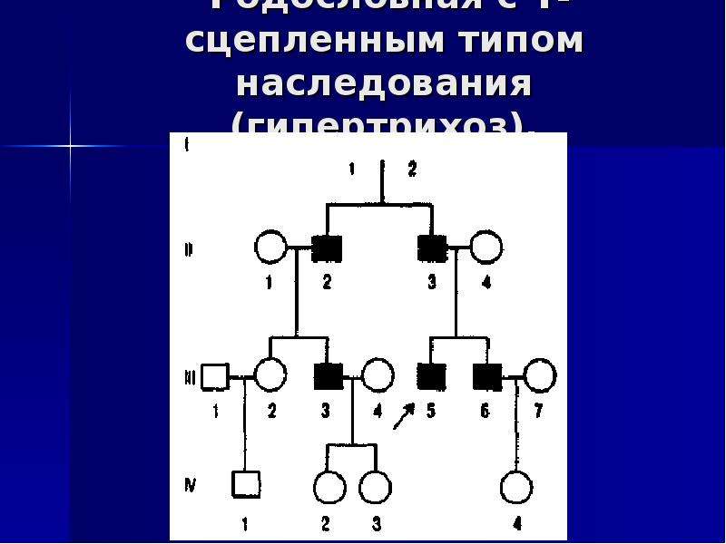 Презентация генеалогический метод исследования