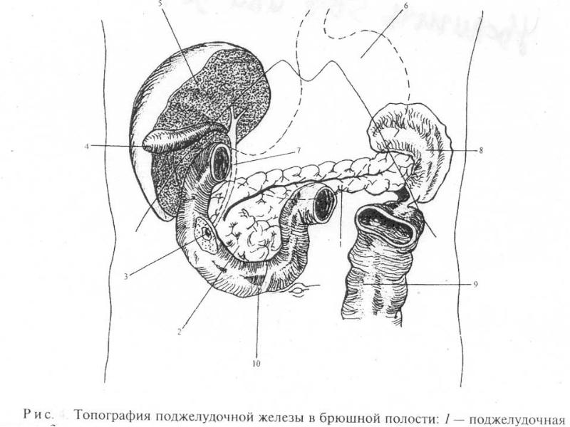Простата крупным планом. Топография поджелудочной железы. Желчевыделительная система анатомия. Заболевания желчевыделительной системы беременность. Общая тема строения желчевыделительной системы.