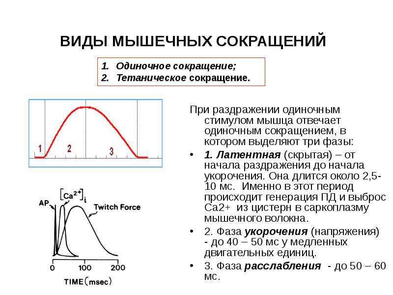 Схема одиночного мышечного сокращения