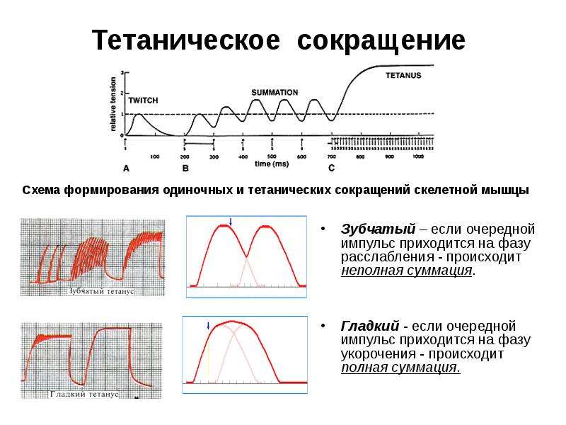 Фаза расслабления