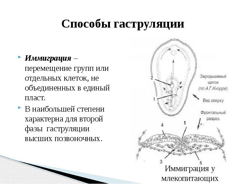 Гаструляция иммиграция рисунок