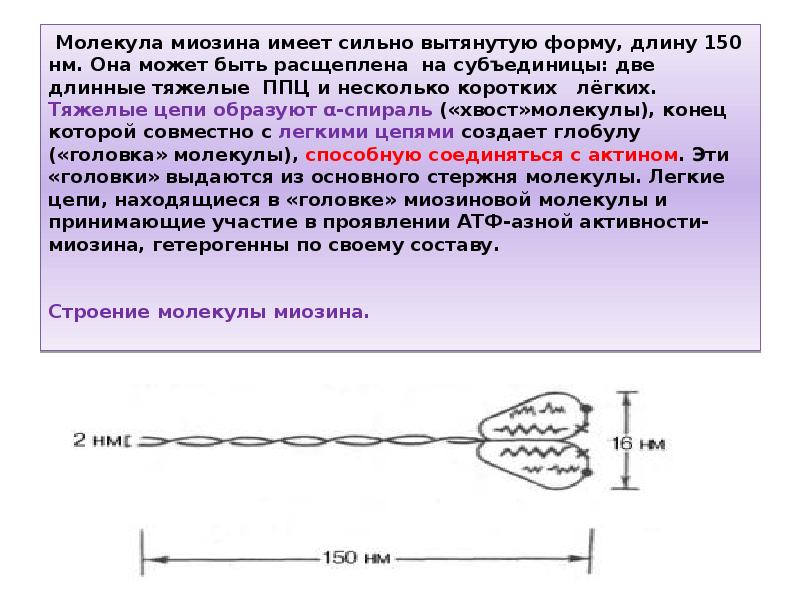 Имела сильный. Молекула миозина лёгкие цепи. Строение миозина биохимия. Строение головки миозина. Строение молекулы миозина.