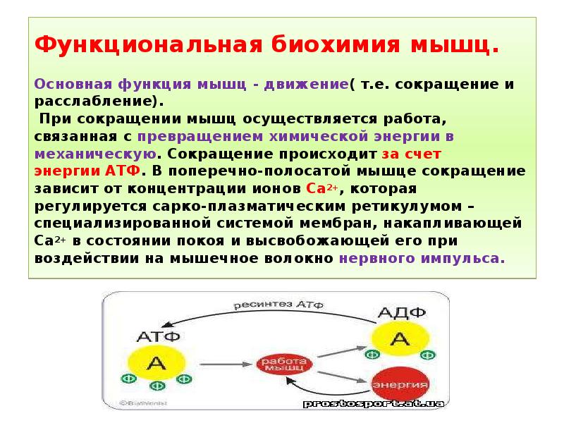 Презентация биохимия мышечного сокращения