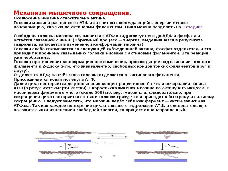 Механизм мышечного сокращения презентация