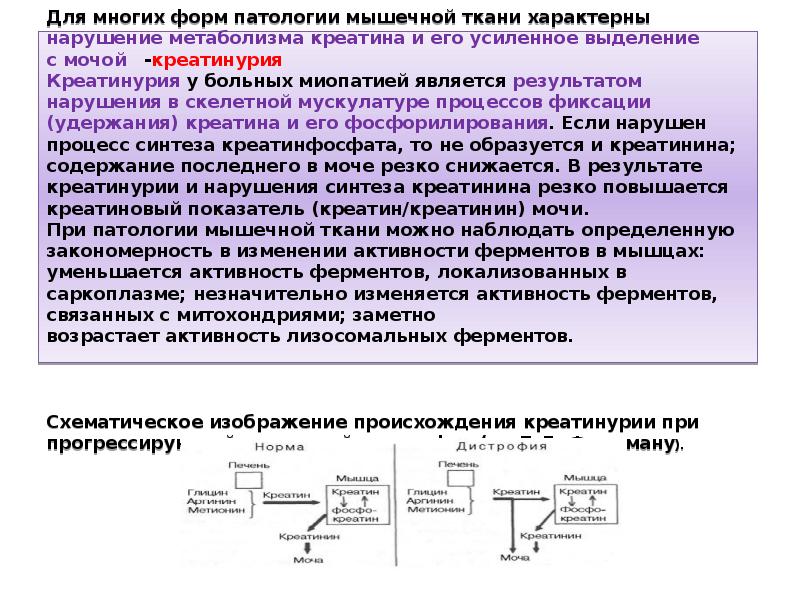 Как изменяется активность. Креатинурия биохимия. Креатинурия причины биохимия. Биохимия мышечной деятельности. Биохимические маркеры патологии мышечной ткани.