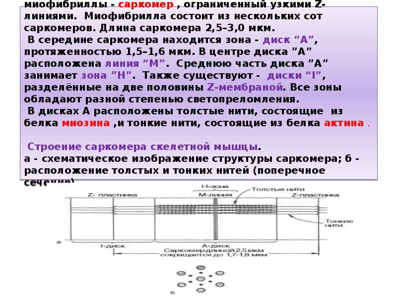 Зона н м. Длина саркомера. Зоны саркомера. Саркомер формула. Z линия саркомера состоит из.