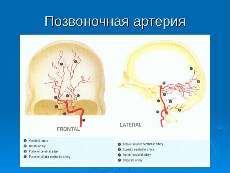 Позвоночная артерия. Аускультация позвоночной артерии. Аневризма позвоночной артерии. Размеры позвоночной артерии.