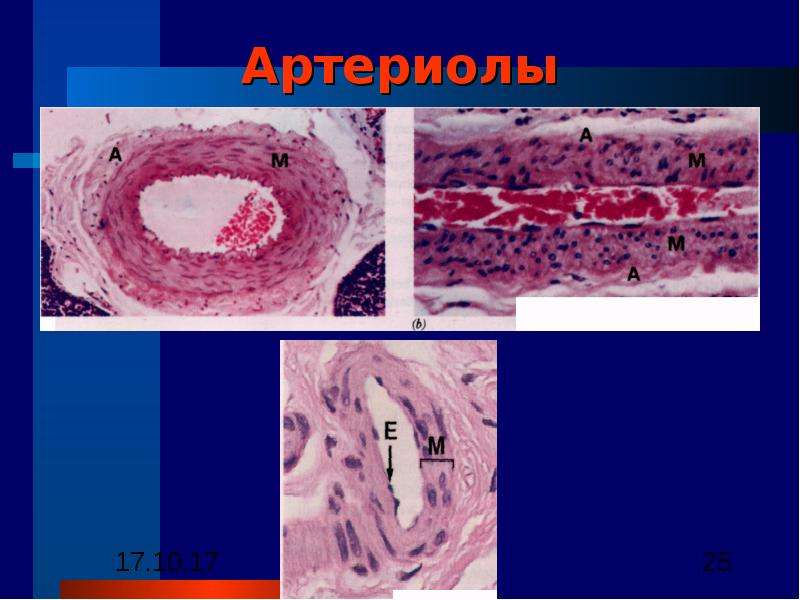 Строение стенки артериолы