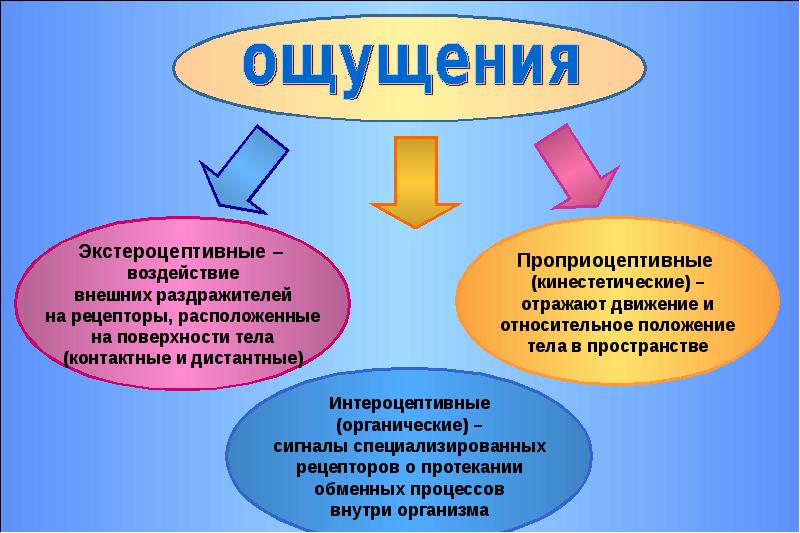 Познавательные процессы развитие ощущения