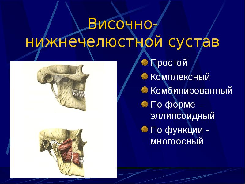 Нижнечелюстной сустав. Височно-нижнечелюстной сустав лошади. Височно нижнечелюстной сустав конгруэнтный. Функции височно-нижнечелюстного сустава. Височно-нижнечелюстной сустав классификация.