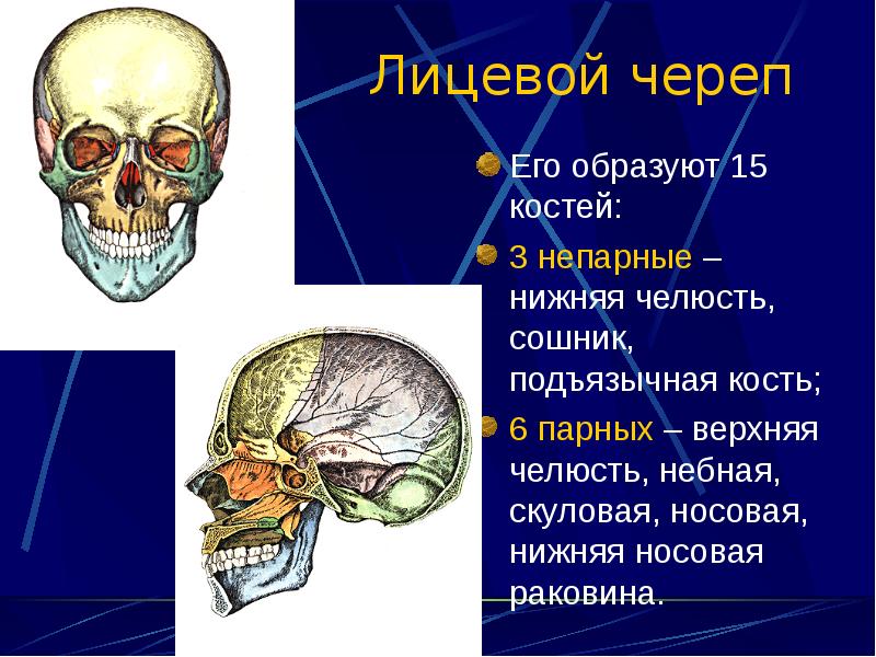 Парные кости. Верхняя челюсть небная кость скуловая носовая кость. Кости лицевого отдела черепа анатомия. Сошник черепа анатомия.