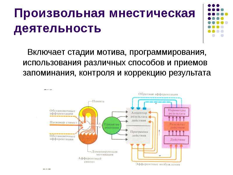 Физиологические основы мышления презентация