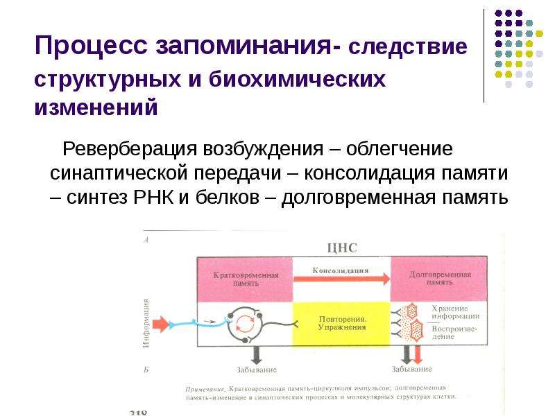 Физиологические основы памяти. Процесс запоминания. Физиологические механизмы консолидации памяти. Процесс консолидации памяти. Процесс долговременного запоминания контролируется.