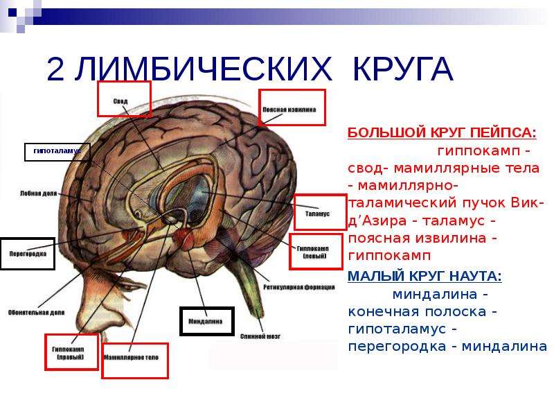 Физиологические основы мышления презентация