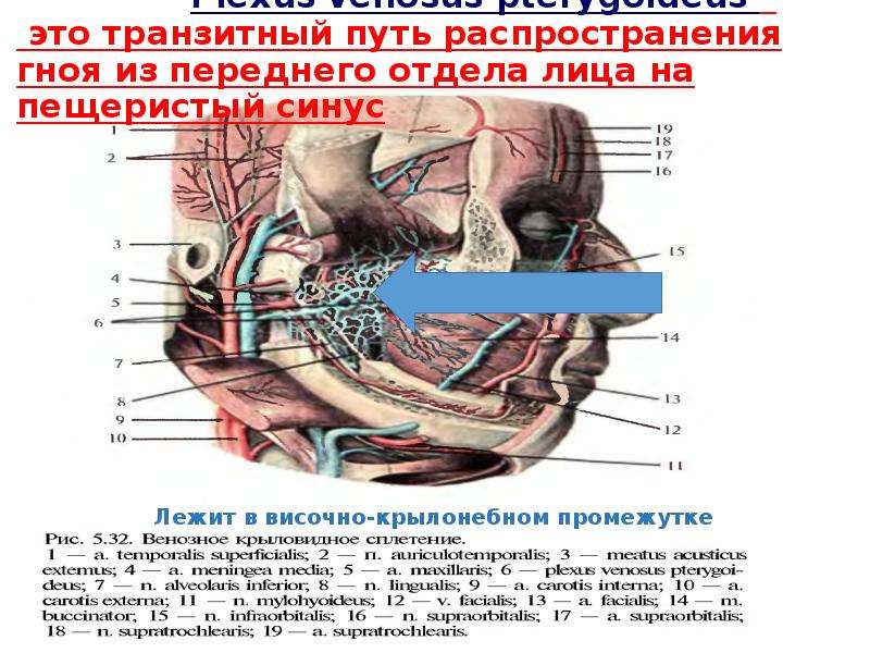 Анатомия лицевого отдела