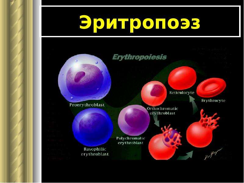 Синтез эритроцитов. Эритропоэз. Эритропоэз стадии. Последовательность созревания эритроидных клеток. Последовательность эритропоэза.