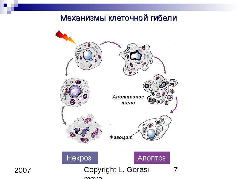 Патология клетки. Апоптоз гибель клетки схема. Патология клетки апоптоз. Некроз клетки схема. Основные механизмы патологии клетки.