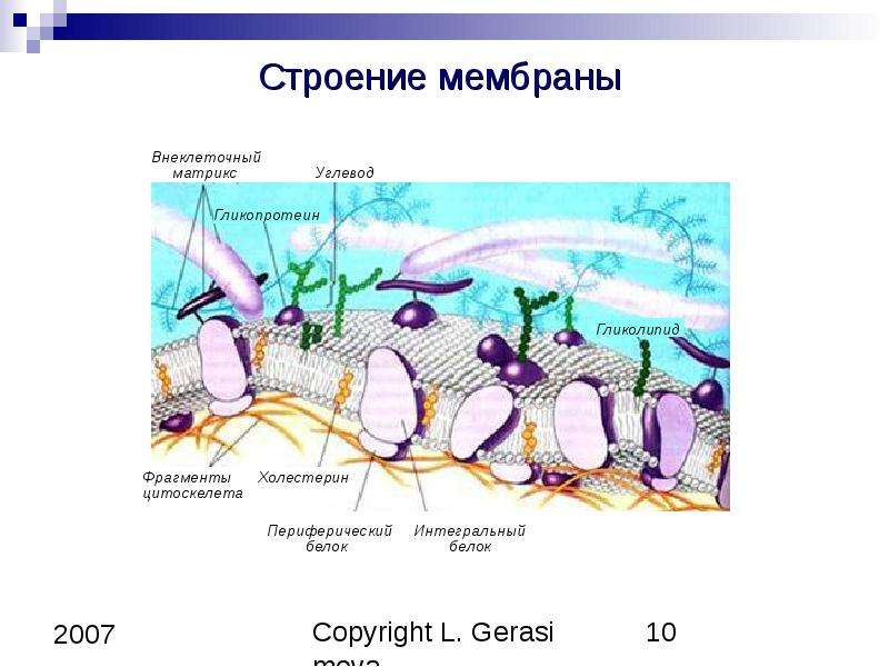 Внеклеточный матрикс