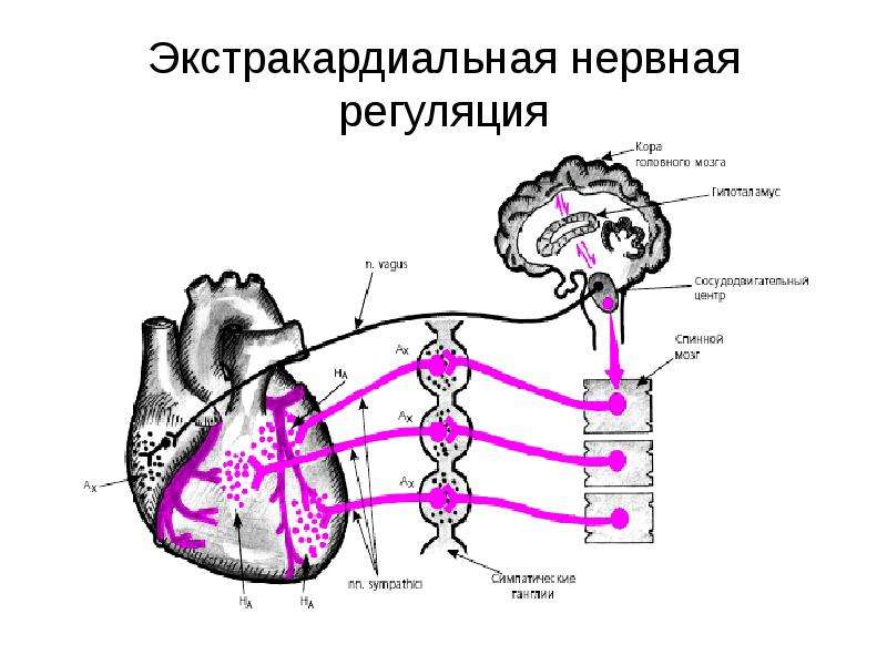 Регуляция кровообращения схема