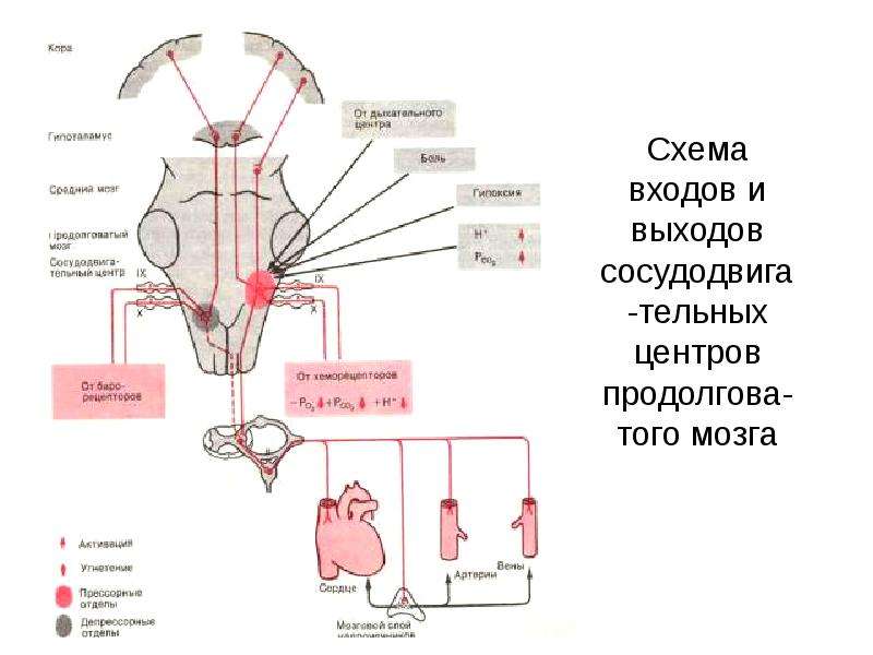 Регуляция кровообращения схема