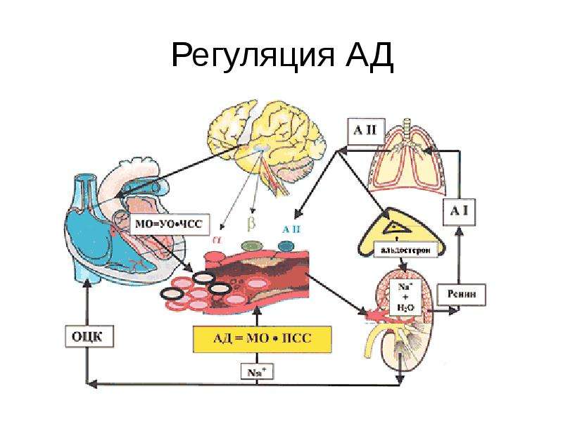 Регуляция кровообращения. Функциональная система регуляции артериального давления. Регуляция артериального давления презентация. Хеморецепторный механизм регуляции артериального давления. Прессорные механизмы регуляции артериального давления.