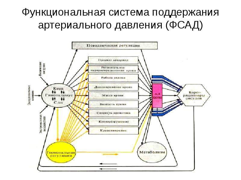 Схема функциональной системы осморегуляции