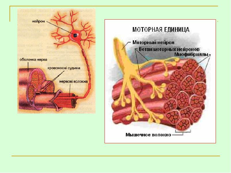 Мышечная память. Нервные клетки в мышцах. Место соединения нервных клеток и мышцы. Связь Нейрон мышца.