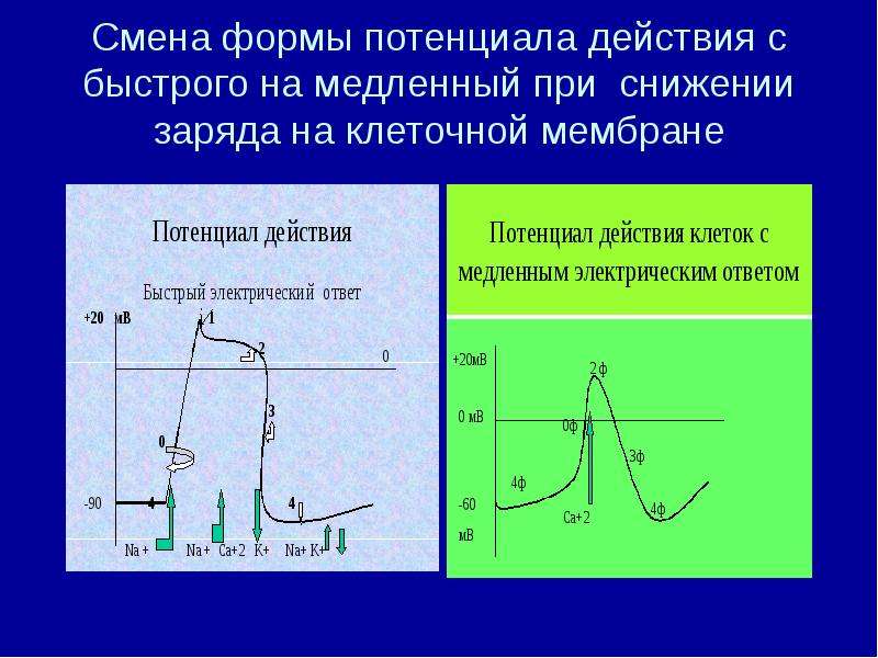 Виды потенциалов. Форма потенциала действия. Быстрый и медленный потенциал действия. Форма потенциалов действия в различных тканях. Каковы форма потенциала действия.