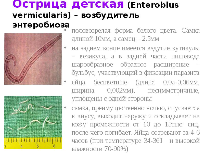 Острица детская Enterobius vermicularis. Острицы возбудитель энтеробиоза у детей.