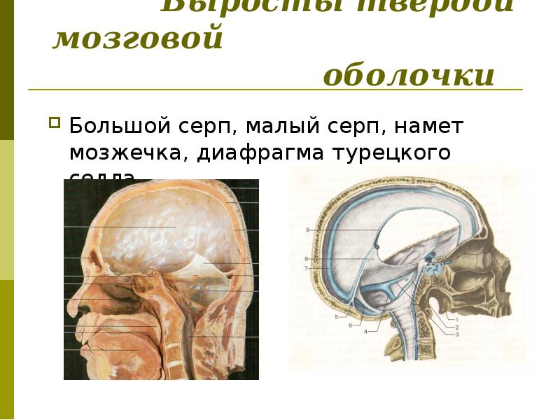 Головной мозг турецкий. Серп мозжечка анатомия. Отростки твердой мозговой оболочки. Диафрагма намета мозжечка. Диафрагма седла твердой оболочки головного мозга.