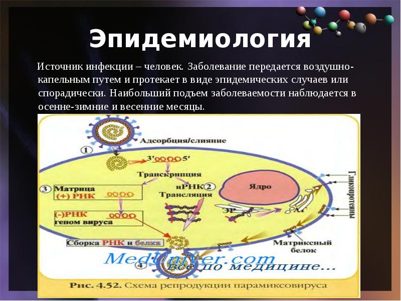 Парагрипп 3 презентация