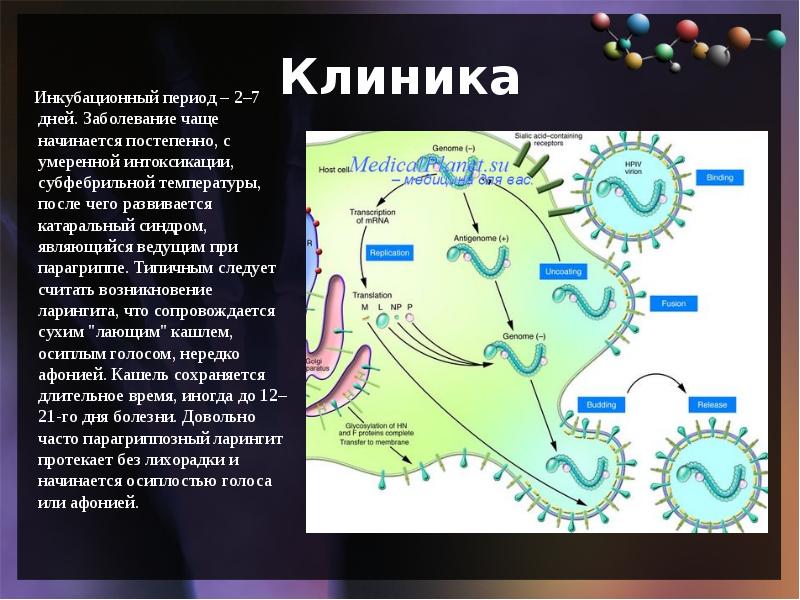 Парагрипп 3 презентация