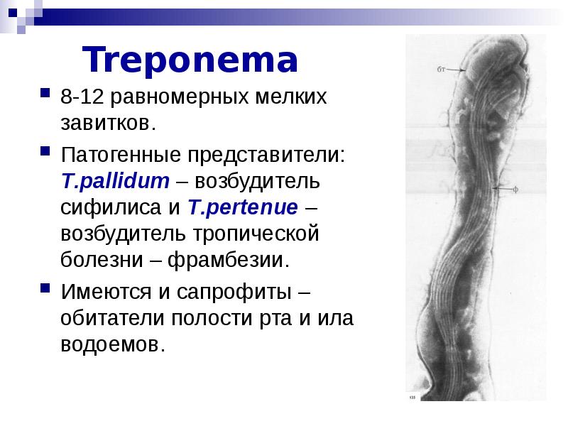 Презентация на тему морфология 7 класс