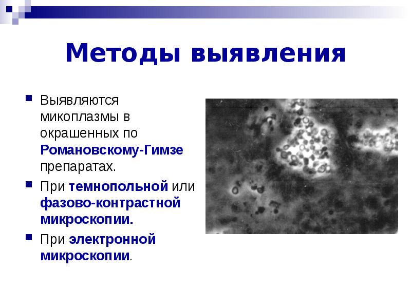 Микоплазма как передается. Методы выявления микоплазм микробиология. Микоплазмы при темнопольной микроскопии. Микоплазма морфология микробиология. Микоплазмы фазово контрастная микроскопия.