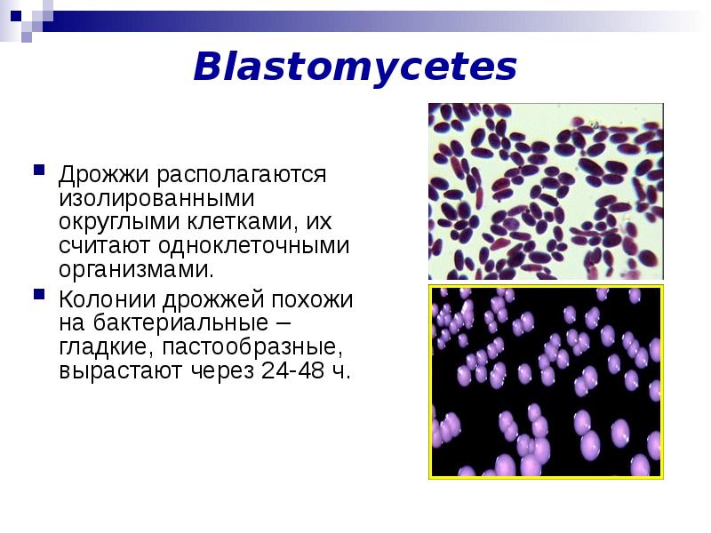 Проект на тему морфология