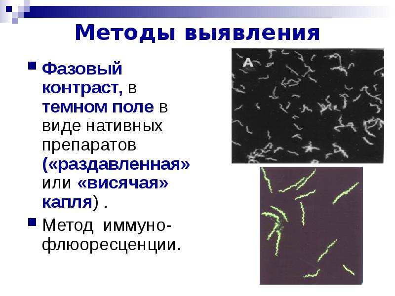 Презентация по морфологии 10 класс