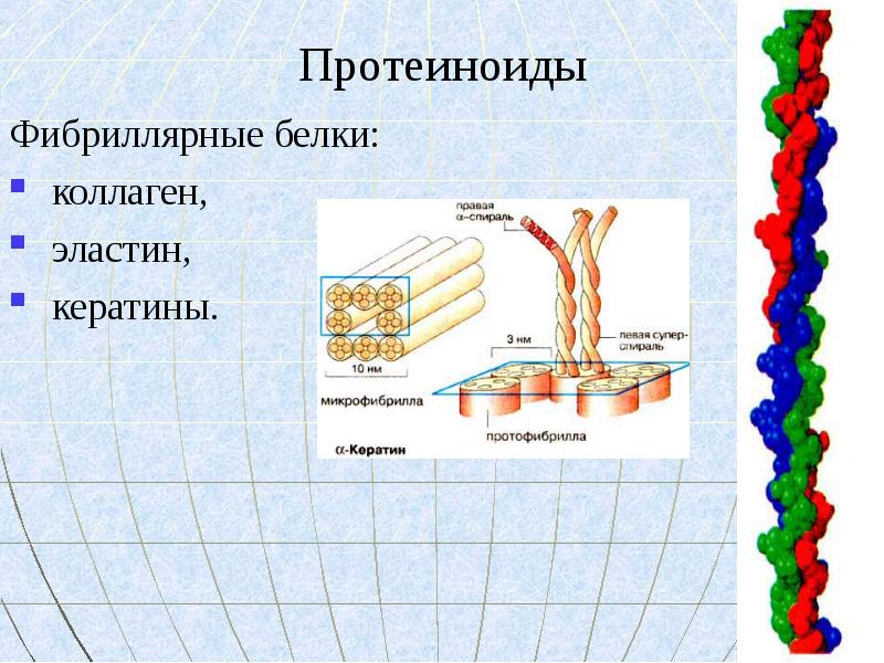 Фибриллярные белки презентация