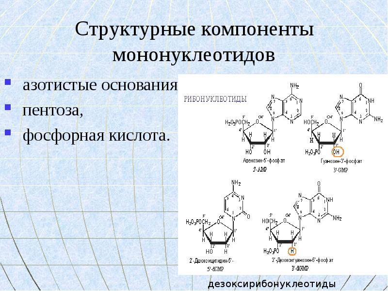 На рисунке изображена схема молекулы вещества являющегося мононуклеотидом как называется