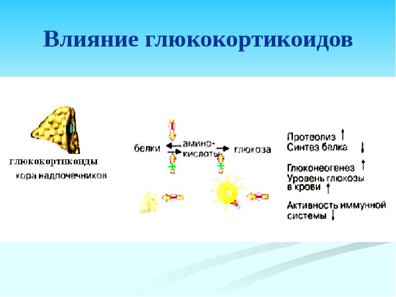 Гормоны стероидной природы синтезируются в