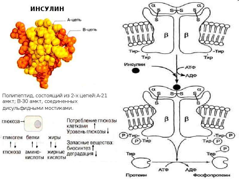 Регуляция обмена веществ витамины