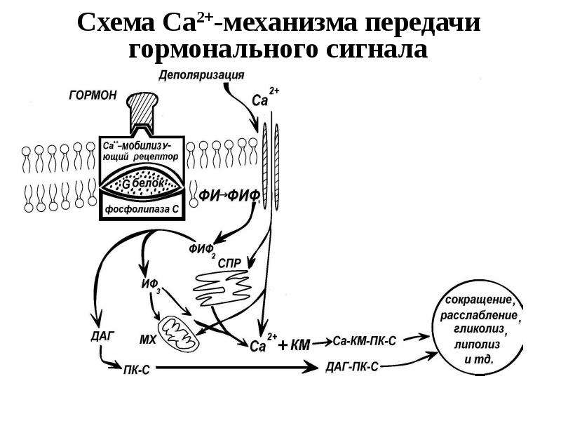 Выводит межклеточную жидкость. Межклеточные контакты схема.