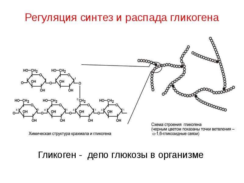 Ветвление и ветвление гликогена схема