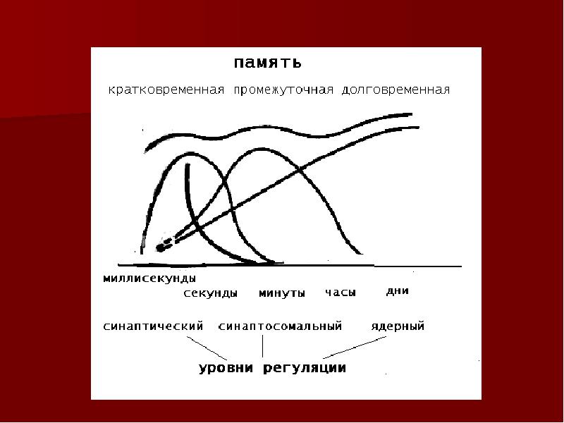 Возникновение и развитие условных рефлексов проект